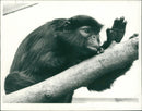 Animals: Monkey - Vintage Photograph