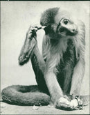 Animals: Monkey - Vintage Photograph