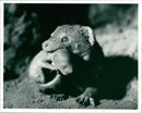 Animals: Wild: Dwarf Mongoose - Vintage Photograph