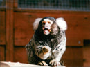 Animals: Marmoset - Vintage Photograph