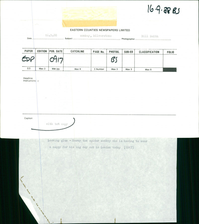 Harry the spider monkey. - Vintage Photograph