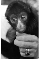 Harry the spider monkey. - Vintage Photograph