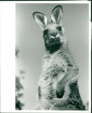 Animals: Kangaroo - Vintage Photograph