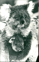 Animals: Koala - Vintage Photograph