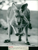Animals: Kangaroo - Vintage Photograph