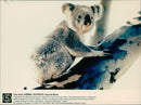 Animals: Koala - Vintage Photograph