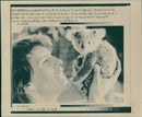 Animals: Koala: Paul O'Callaghan - Vintage Photograph