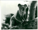 Animals: Koala - Vintage Photograph