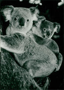 Animals: Koala - Vintage Photograph