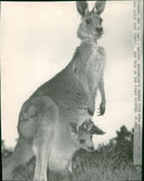 Animals: Kangaroo: Skippy - Vintage Photograph