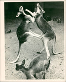 Animals: Kangaroos - Vintage Photograph