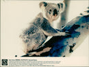 Animals: Koala - Vintage Photograph