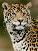 Jaguar - Vintage Photograph