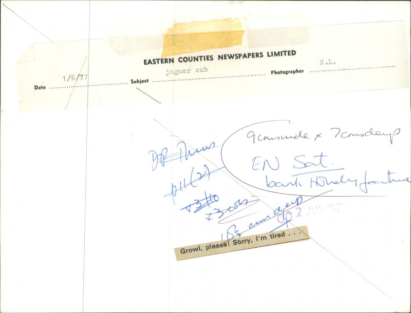 Jaguar Cub - Vintage Photograph