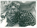 Jaguar Cub - Vintage Photograph