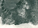 Jaguars and baby - Vintage Photograph