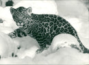 Baby Jaguar - Vintage Photograph