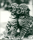 Twin jaguar cubs Gayle and Miranda - Vintage Photograph