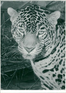 Jaguar - Vintage Photograph