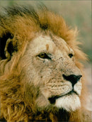 Animals - Vintage Photograph