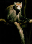 Animals - Vintage Photograph