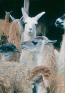 Animals - Vintage Photograph