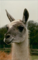 Animals - Vintage Photograph