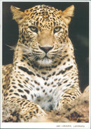 Animals - Vintage Photograph