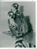 Animals - Vintage Photograph