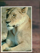 Animals - Vintage Photograph