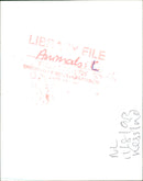 Animals - Vintage Photograph