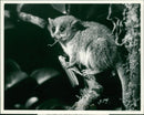 Mouse lemur. - Vintage Photograph