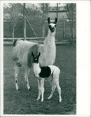 Animals. - Vintage Photograph