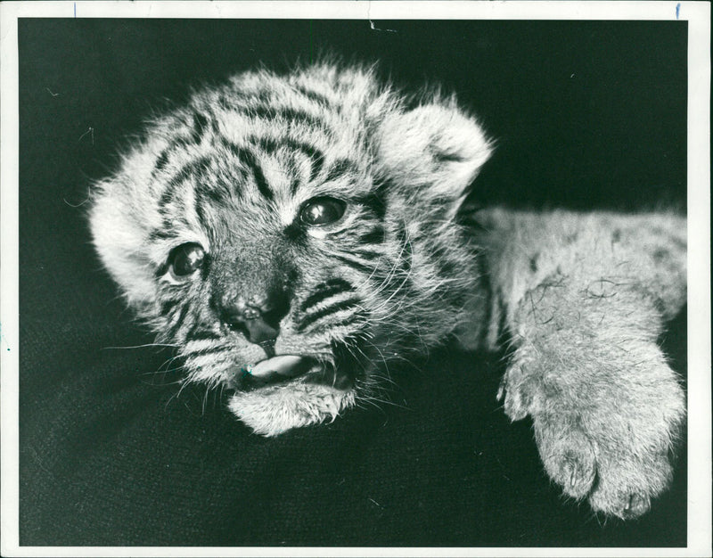 Tiger Animal. - Vintage Photograph