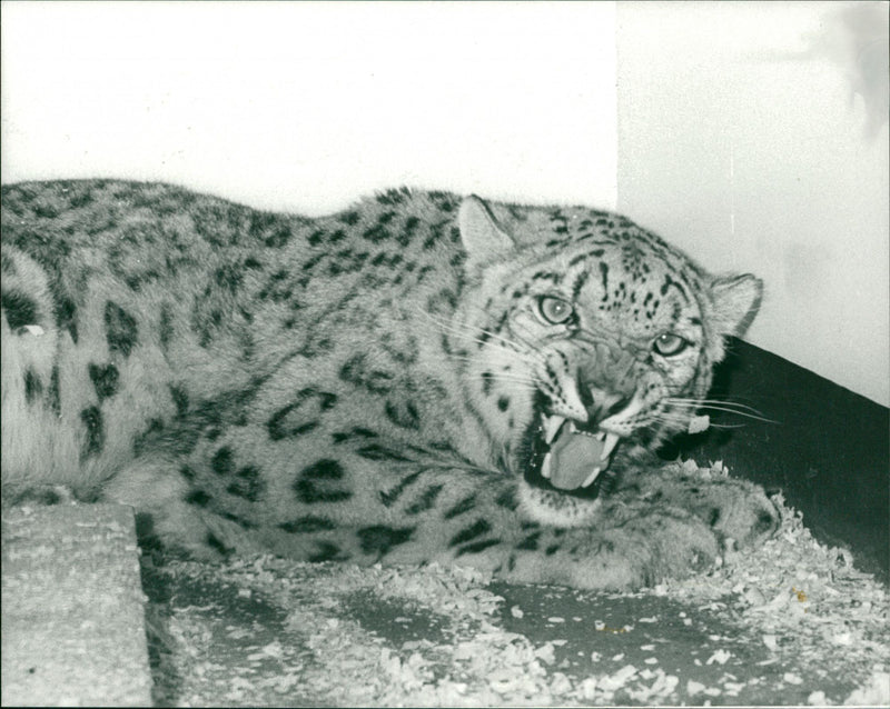 Leopard Animal. - Vintage Photograph