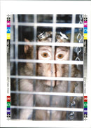 A monkey. - Vintage Photograph