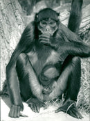 Spider monkey. - Vintage Photograph