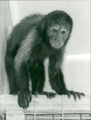 Monkey Animal of the "higher primates" (the simians), but excluding the apes. - Vintage Photograph