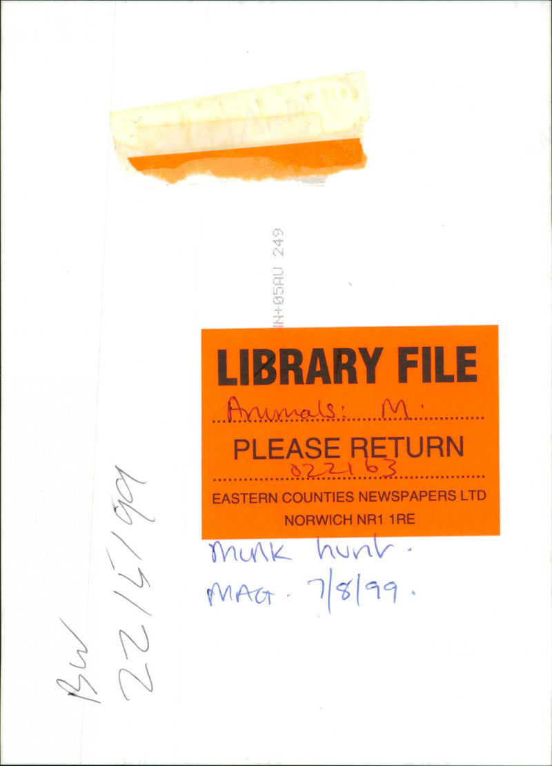 Dogs beside the river. - Vintage Photograph