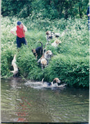 Dogs beside the river. - Vintage Photograph