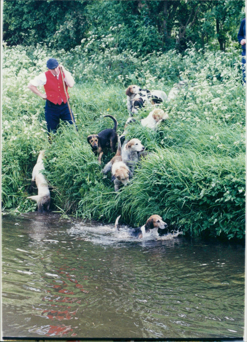 Dogs beside the river. - Vintage Photograph