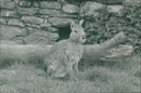 Rabbit. - Vintage Photograph