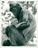 Silvery lutung. - Vintage Photograph