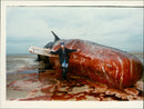 Animals: Whale - Vintage Photograph