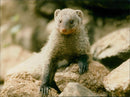 Animals: Mongoose - Vintage Photograph
