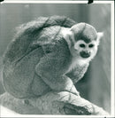 Animals: Squirrel Monkey - Vintage Photograph