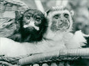 Animals: Wild: Monkey - Vintage Photograph