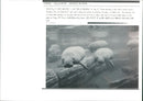 Animals: Manatee - Vintage Photograph