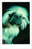 Animals: Monkey - Vintage Photograph