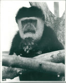 Monkey - Vintage Photograph